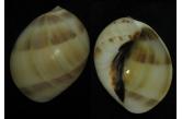Mammilla melanastoma 57,39 mm BIG, 3 new WRS(2015) , Philippines. Olango Island. From fishermen. October, 2015 ( C & S Shell Cabinet ) 