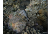 Conus augur