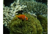 Nemo z bliska !