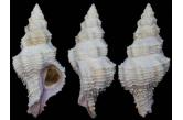 Coralliophila fearnleyi 67,50 mm BIG, WRS(2015), Tosa-Okinoshima Kochi Japan,  Trawled at 200m 1983.6. (Shellauction) 