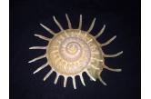 Stellaria solaris 145,00 mm BIG, SUPER, WRS(2015) ,Philippines (Shellauction) 