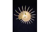 Stellaria solaris 145,00 mm BIG, SUPER, WRS(2015) ,Philippines (Shellauction) 