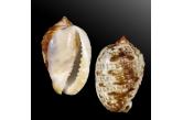 Cypraecassis wilmae 35,90 mm BIG, WRS(2015), Panama. Off Secas Island. (Pacific side). 20-80 m. Circa 2005 (Conchology) 