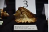 Murex (Pterynotus) bednalli - 3 miejsce !