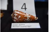 Conus lamberti - 4 miejsce !