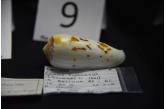 Conus floccatus / ciekawy kolor .