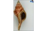Afer porphyrostoma 61,40 mm BIG, WRS(2015), Mauritania, Dakhlet Nouadhibou ; Trawled at 70-100m. ; 2003 (Shellauction) 