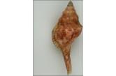 Afer porphyrostoma 61,40 mm BIG, WRS(2015), Mauritania, Dakhlet Nouadhibou ; Trawled at 70-100m. ; 2003 (Shellauction) 