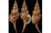 Euthria walleri 60,50 mm BIG, WRS(2015), New Place Birat Samar Island,Philippines , tangle net at 100 to 200 meters deep, Nov.2015 (Shellauction)  collag