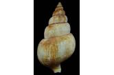 Neancistrolepis beringiana beringiana 151,48 mm BIG, WRS(2015), Pribilof Is, Alaska, Bering Sea, Trawled at 80m on sand. 1987. F1 (Shellauction) 