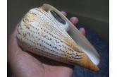 Conus suratensis 148,20 mm BIG, WRS(2015) Phiilippines (direct from Alfer - jiriand) 