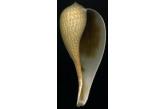Ficus gracilis 170,01 mm BIG, WRS(2015) South China Sea (Shellauction)  collag