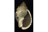 Cassis (Casmaria) cernica 72,13 mm BIG , Monster , WRS(2016) Tolagnaro, S.E.Madagascar , Fantastic giant specimen. Top patern/color. Siphonal canal sligthly rough. Fine++ (Shellauction) 