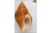 Pollia subcostata 26,90 mm BIG , Monster , WRS(2016) , Live Taken, Fine+++ , rare quality for size ; BEAUTIFUL & HUGE ! - The real species - NEW WORLD RECORD SIZE ! - Previosly listed at 25.1 mm ; 26.9 mm ; Mozambique, Quelimane Area ; Trawled at 50-80m (Shellauction) 