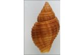 Pollia subcostata 26,90 mm BIG , Monster , WRS(2016) , Live Taken, Fine+++ , rare quality for size ; BEAUTIFUL & HUGE ! - The real species - NEW WORLD RECORD SIZE ! - Previosly listed at 25.1 mm ; 26.9 mm ; Mozambique, Quelimane Area ; Trawled at 50-80m (Shellauction) 