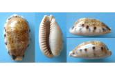 Cypraea caurica f. nabequensis 53,00 mm BIG, Monster , WRS(2016) , Gubal Island, Egypt; giant callous specimen, (shellauction/Alf (1194) collag