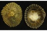 Siphonaria concinna MONSTER SIZE!! 34,70 mm Big , F++/F+++, WORLD RECORD SIZE?? Small erosion, nick in edge. East London, South Africa. live on tidal reef.  (C&S Shell Cabinet) 
