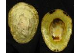 Cellana radiata capensis  MONSTER SIZE!! 47,40 mm Big , WRS?!(2016),  F++, RARE over 40mm. Usual eroded dorsum for this MONSTER SIZE!! Small erosion, nick in edge. East London, South Africa. Live on tidal reef. (C&S Shell Cabinet) 