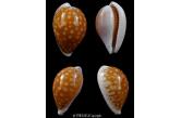 Cypraea fallax fallax 36,40 mm Gem , Western Australia ..Danemark , Albany area.. Dived in 28 meters deep in a sponge. (Thierry Vulliet) 