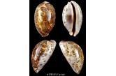 Cypraea mappa viridis 58,00 mm Gem , Vanuatu.. Santo isl.. Collected on a reef in 6 meters deep. (Thierry Vulliet) 