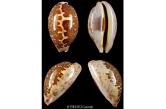 Cypraea mappa viridis montrouzieri  64,60 mm GEM , / Very nice  endemic of New Caledonia New Caledonia. Uè bay on the reef, collected by night on the reef in  3/5 meters deep  (Thierry Vulliet) 