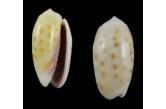 Oliva tessellata 27,60 mm Big , Monster , WRS(2016) , N. Australia , Old museum collection. Very nice! This is bigger than the current registered WRS of 27.13mm but I have seen Australian specimens at 32mm+ (Shellauction)  collag