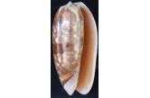 Oliva miniacea f.  azemula ?! (Duclos, P.L., 1835) 80,90 mm BIG , Monster , WRS(2016) , Philippines , Masbate , F+++...compressor dive 15m deep...super huge olive...selected size very seldom this form...for a 500 kilos of mixed olive\\\'s only this one is the biggest that i select...(Shellauction)  collag
