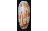 Oliva miniacea f.  azemula ?! (Duclos, P.L., 1835) 80,90 mm BIG , Monster , WRS(2016) , Philippines , Masbate , F+++...compressor dive 15m deep...super huge olive...selected size very seldom this form...for a 500 kilos of mixed olive\\\'s only this one is the biggest that i select...(Shellauction)  collag