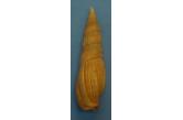 Mitra (Mitra) glabra 103,60 mm BIG , Monster , WRS(2016) , Tasmania , giant shell, severe erosion (Shellauction) 