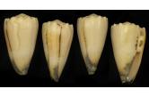 Conus vidua f. cuyoensis 58,59 mm rare albinistic , BIG , Monster , F+/F++, W/O, WRS?!(2016) , For this form, growth mark on dorsum, slightly dull aperture, perfect mature thick lip, for advance Conidae collection.   Philippines. Palawan, Cuyo Island. From fishermen 10-30m. June, 2016.  (C & S Shell Cabinet) collag 