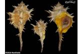 Murex (Bolinus) brandaris f. trispinosus 117,08 mm TOP , PRICE , BIG , Monster , WRS?(2016) , Morocco , F++/F+++ The best quality, very elongated specimen (Shellauction)  