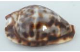 Cypraea friendii 42,10 mm F2 , dwarf , WRS(2016) W. Australia (Indopacific Seashells) 