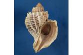 Murex (Trophon) geversianus f. lamellosa (Castellanos, 1993) 111,00 mm F , BIG , Monster ,WRS(2016) Chile Broken lip, and eroded tip (PATAGONIAN SHELLS)  