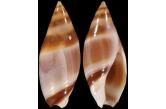 Amalda northlandica 19,00 mm BIG , Monster , WRS(2016) , New Zealand (Shellauction) 