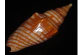Voluta (Harpulina) arausiaca f. vexillum  ?! 90,21 mm BIG , Monster , WRS(2016) , FIRE RED STRIKING BANDED , Sri Lanka, with original operculum on, ex coll. Paul Johnson, live taken specimen shell. (ebay/Gisela)  collag