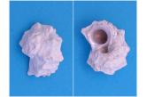 Macrarene cookeana 31,70 mm  BIG , Monster , WRS(2016) , This specimen has a beautiful pearlised aperature and great structural shape although cover in the normal lime deposit, for further cleaning. Taken at Todos Santos Island, Mexico. Great addition due to size for any general collection (shellauction) 