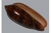 Oliva miniacea f. flammeacolor (Petuch & Sargent, 1986) 106,19 mm BIG , Monster , WRS(2016) , FINE+++, One of the biggest specimen found so for. Seems to be World record Size, According to the WRS 2016 the WORLD RECORD size registered was 103.81 mm only ( But this particular specimen having the size of 106.19 mm ). Very rare and special size, Hard to be found. Thick and heavy Specimen, Fresh and very dark, Hook 25 to 30 m, November 2016.Tuticorin ( Tamil Nadu ), India (shellauction)  