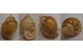 Semicassis canaliculata 58,10 mm  BIG , Monster , WRS(2016) ?! ,GEM W/O. MEGA MONSTER. First time offer this size with this top quality in shellauction. I do not follow WRS. But this shell is just too huge and massive!!! Fully perfect siphonal canal, lip and proto. Live taken monster not to be missed. A MUST for advance Cassidae collection. The suture is canaliculated, hence the name canaliculata. DO NOT mistaken this species as Semicassis bisulcata  , India (shellauction) 