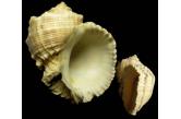 Rapana bezoar 113,80 mm BIG, Monster, WRS(2016) , dead taken but dispaly well trawled in 50-80 meters reef by fisherman Nansha Island Nov.2015. South China Sea , this shell is sure the new WRS, before one was just 90.70 mm (Shellauction) 