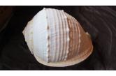 Cassis madagascariensis f. spinella 342,00 mm BIG , Monster , WRS?!(2016) ,  Yucatan, Mexico  (Shellauction) 
