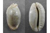 Cypraea erosa 52,73 mm  BIG , Monster , WRS/rostrate(2017) , F+++G, Huge size for this Rostrate Erosa, it\'s a WRS for the biggest Rostrate Erosa of New Caledonia. Extremely rare with this size. Very impressive shell. Provide of Prony Bay, South New Caledonia  (shellauction) 