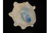 Astralium stellare 49,10 mm  BIG , Monster , WRS2(2017) , CHOICE VIBRANT BLUE OPERCULUM SUPERB BEAUTY , near Coral Bay, Western Australia, on reef in 8m depth, with original operculum on, live taken specimen shell.  The vibrant sky blue color of the operculum produced by this species is unmatched among gastropods and probably only rivalled in the whole animal kingdom by some birds of paradise: the blue is so vibrant in color, so incredibly translucent, deep and intense at the same time, it can only be compared to a lagoon in the Aegean Sea... and being a lady collector myself I confess I do have a pair of ear studs set with a matching pair of opercula! A splendid specimen of exceptional top grading.  (ebay/Gisela) / collag