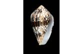Conus retifer 63,37 mm  BIG , Monster , WRS(2017) , F3 , Amazing rarity, very big specimen dark 2 little scares near the lip but not visible in the pattern, its really incredible to find such a specimen North shore Oahu ,Hawaii  (Shells-Addict) / collag