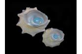 Astralium stellare 31,00 & 46,00 mm F2 , one is BIG , Monster , WRS(2017) , N.W. Australia . Blue Mouthed /( Northern Star Shell) Classic turquoise operculums make this species unique among the genera. Rarely offered & rarely found better than F2. Few divers collect these as they are very difficult to clean. They cant be boiled or microwaved or the beautiful operculum looses the brilliant colour and the columellar cracks. Old school cleaning methods apply! The larger specimens are mostly very rough & Pearled  I have included a typical small specimen here to contrast the size of the larger piece. The world record size listed in the 2008 world record registry is 33mm established 2006. This piece is 46mm  (ebay) 