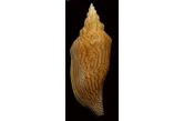 Voluta (Fulgoraria) humerosa 209,80 mm  BIG , Monster , WRS(2017) , south china sea , F++ the old WRS was 204mm trawled in 200-300 meters Pratas Islands Mar.2017  (shellauction) 
