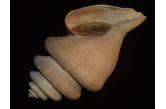Kapala kengrahami 88,97 mm  BIG , Monster , WRS(2017) , ULTRA RARE HIGHLY IMPORTANT GIANT BEAUTY , Wollongong Area, New South Wales, Australia, from 600-680m depth, from Max Marrow collection, live taken specimen shell. No need for any lengthy introduction, this ultra rare and highly important shell measures 89mm on the nose and it comes from the Max Marrow collection. With the original collection label. This opportunity is suitable for a world class collection of substance and scientific scope, in one word for the ultimate connoisseur  (ebay/Gisela) / collag