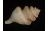 Kapala kengrahami 88,97 mm   BIG , Monster , WRS(2017) , ULTRA RARE HIGHLY IMPORTANT GIANT BEAUTY , Wollongong Area, New South Wales, Australia, from 600-680m depth, from Max Marrow collection, live taken specimen shell. No need for any lengthy introduction, this ultra rare and highly important shell measures 89mm on the nose and it comes from the Max Marrow collection. With the original collection label. This opportunity is suitable for a world class collection of substance and scientific scope, in one word for the ultimate connoisseur  (ebay/Gisela) / collag