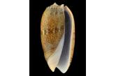 Oliva vidua  macleaya (Duclos, 1835) 49,87 mm  BIG , Monster , WRS(2017) , FROM TUTICORIN AREA , India , DESCRIBED FIRST AS VIDUA MACLEAYA NOW THE CORRECT STATUT IS ONLY MACLEAYA THIS SPECIMEN IS THE NEW WRS & CAN BE REGISTERED  (Shells Passion) 