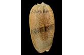 Oliva vidua  macleaya (Duclos, 1835) 49,87 mm  BIG , Monster , WRS(2017) , FROM TUTICORIN AREA , India , DESCRIBED FIRST AS VIDUA MACLEAYA NOW THE CORRECT STATUT IS ONLY MACLEAYA THIS SPECIMEN IS THE NEW WRS & CAN BE REGISTERED  (Shells Passion) 