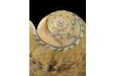 Oliva vidua  macleaya (Duclos, 1835) 49,87 mm  BIG , Monster , WRS(2017) , FROM TUTICORIN AREA , India , DESCRIBED FIRST AS VIDUA MACLEAYA NOW THE CORRECT STATUT IS ONLY MACLEAYA THIS SPECIMEN IS THE NEW WRS & CAN BE REGISTERED  (Shells Passion) 